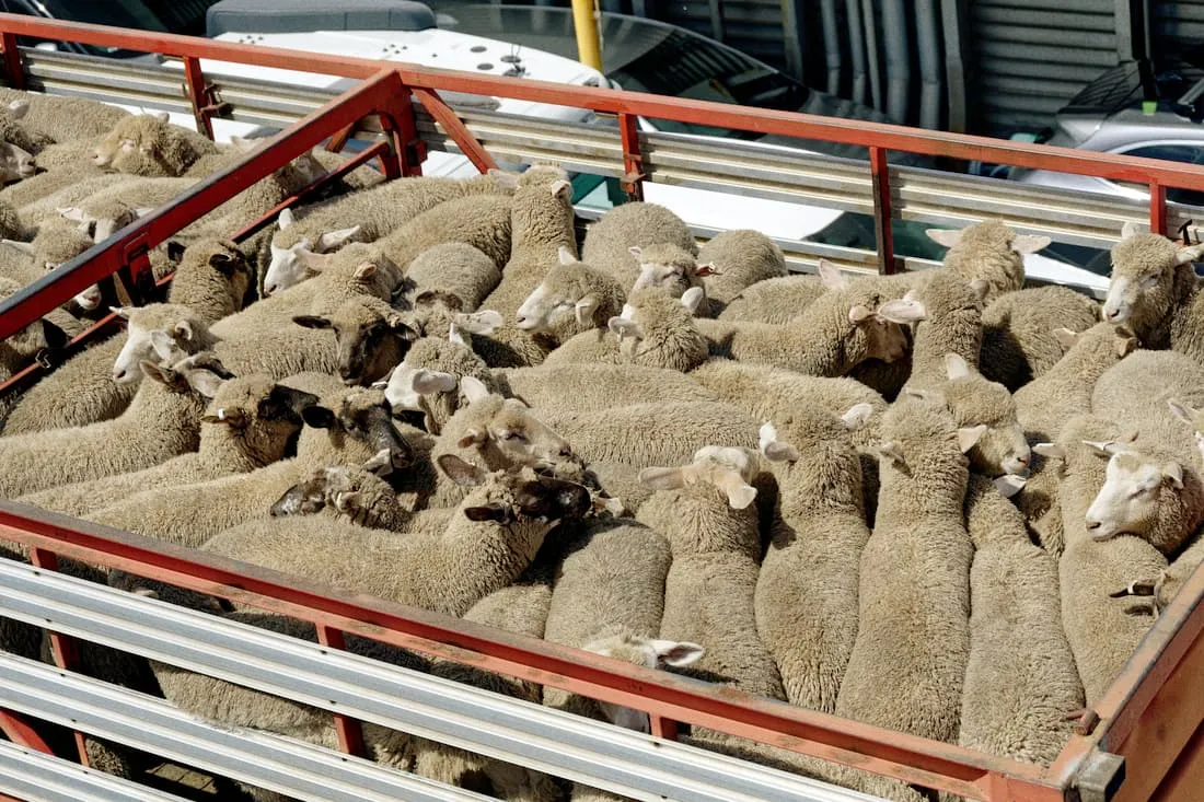 Vue d'aplomb de moutons serrés dans la remorque d'un camion de transport